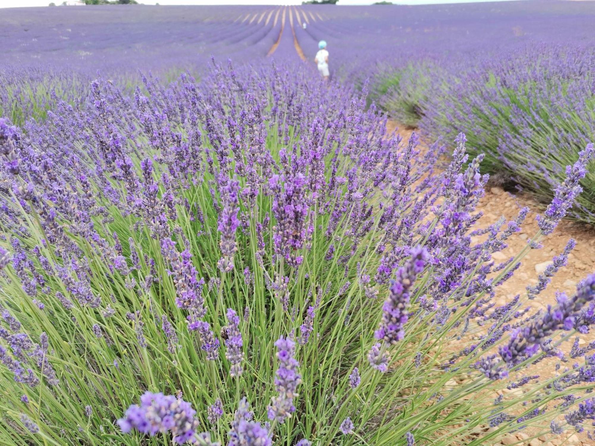 Gite En Provence "Rose" Modene Dış mekan fotoğraf