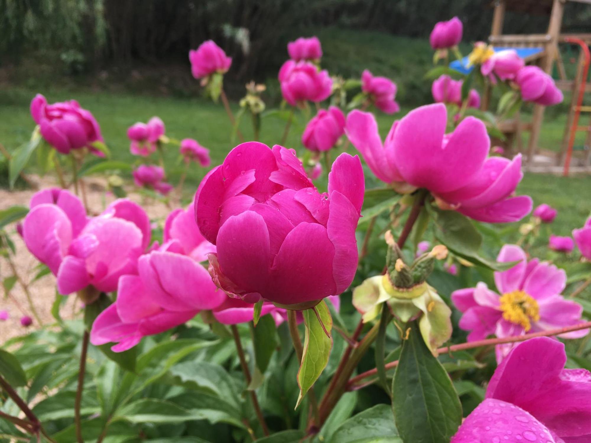 Gite En Provence "Rose" Modene Dış mekan fotoğraf